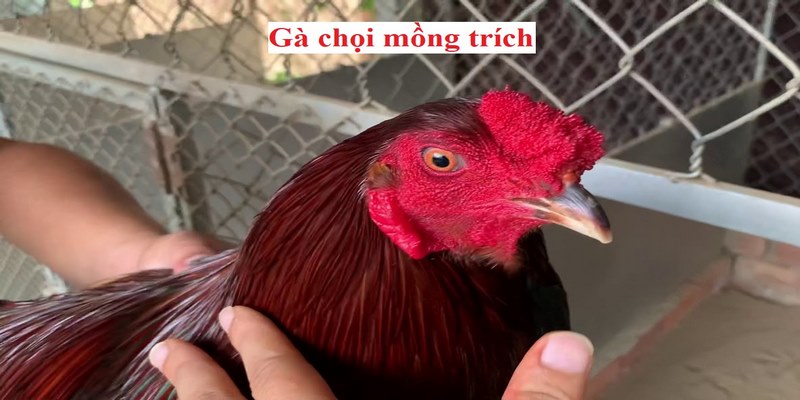 Gà mồng trích là gì