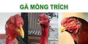 Gà Mồng Trích – Tổng Hợp Kiến Thức Quan Trọng Về Nó