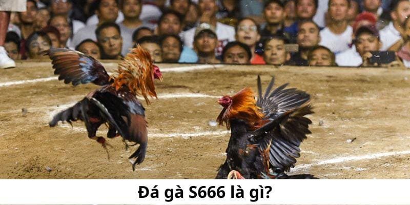 Đá gà s666 là sân chơi an toàn dành cho mọi đối tượng người chơi